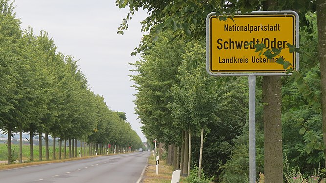 Allee in der Uckermark bei Schwedt