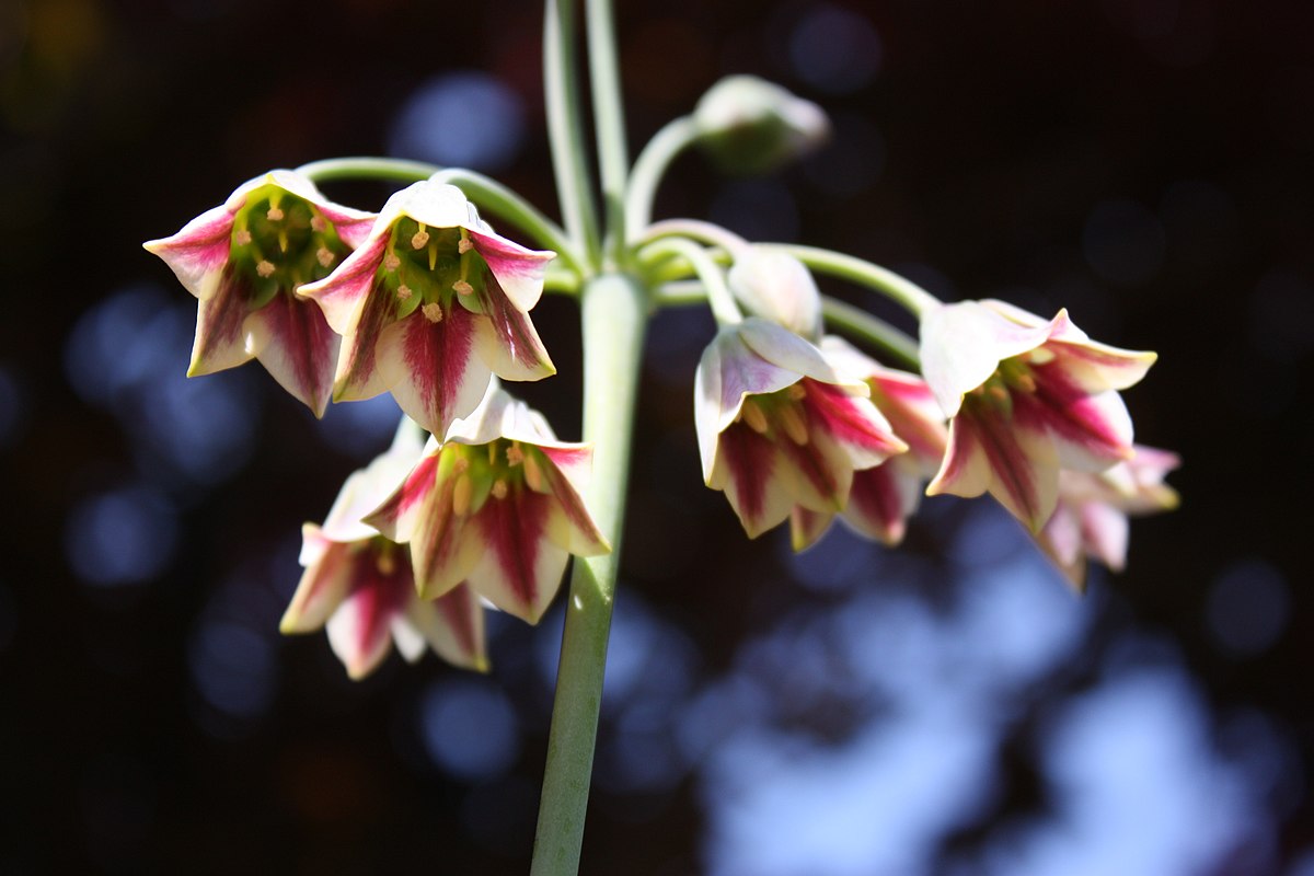 TÌNH YÊU CÂY CỎ ĐV 9 - Page 25 1200px-Allium_siculum_in_bloom