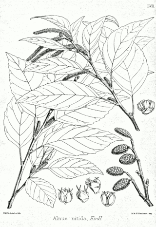 <i>Alnus nitida</i> Species of plant in the genus Alnus