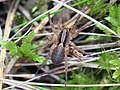 Stachelige Pantherspinne: Merkmale, Vorkommen, Lebensweise