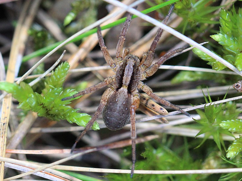 File:Alopecosa aculeata 03.JPG