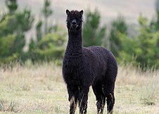 Alpaca (6741693865).jpg