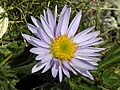 Alpenaster - Aster alpinus