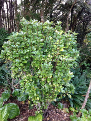 <i>Alseuosmia quercifolia</i> Species of plant