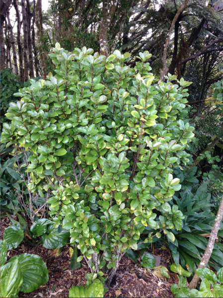 File:Alseuosmia quercifolia.png