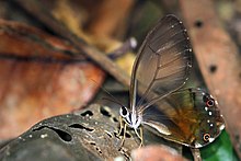 Amber phantom (Haetera piera negra).jpg