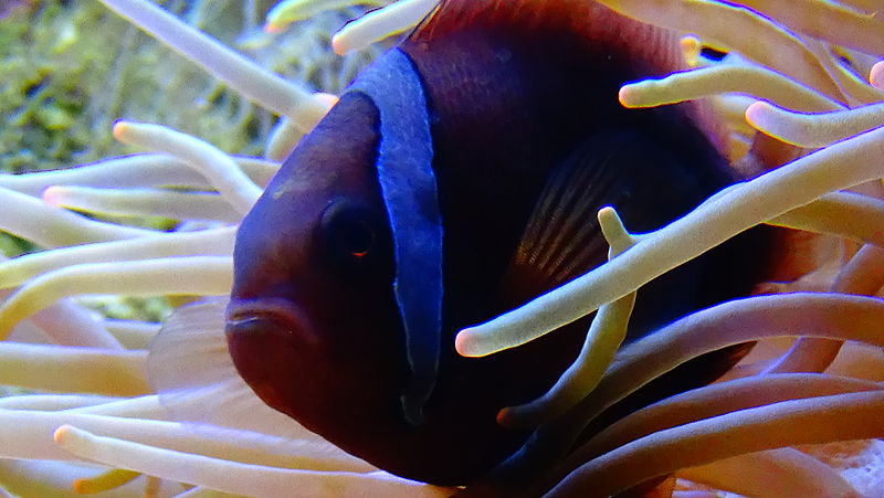 File:Amphiprion frenatus - Poisson-clown rouge - Aqua Porte Dorée 02.JPG