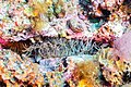 * Nomination Sea anemone (Aiptasia couchii), Cabo de Palos, Spain --Poco a poco 08:14, 20 May 2023 (UTC) * Promotion Good quality. Mike Peel 18:27, 28 May 2023 (UTC)
