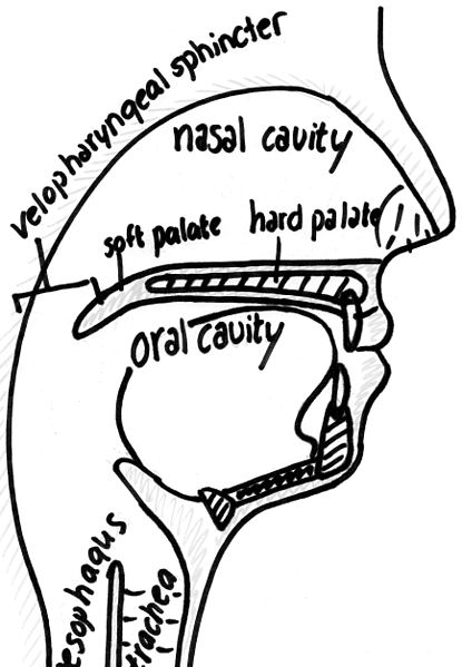 File:Anatomy oral and nasal cavities.jpg