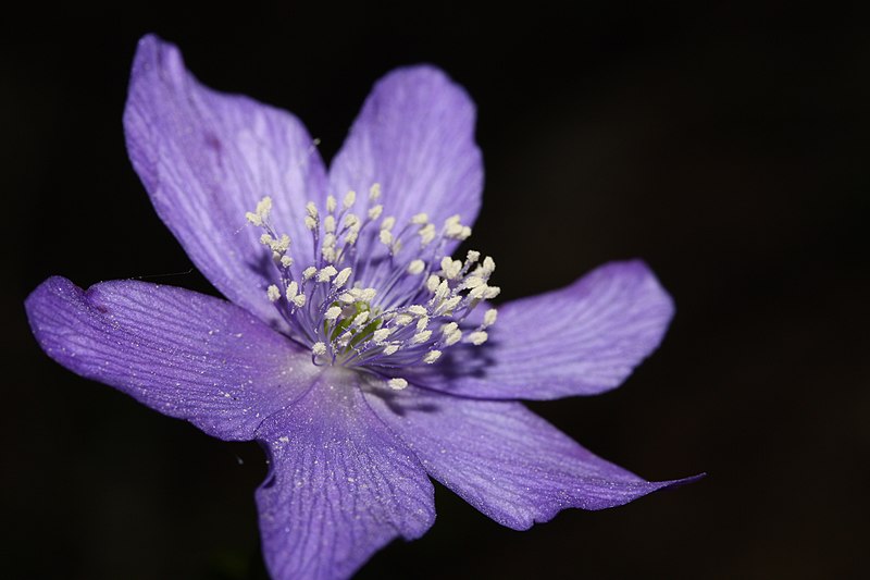 File:Anemone oregana 9050.JPG