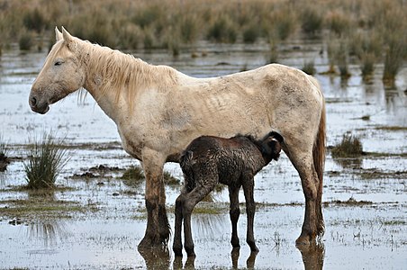 Equus caballus (Horses)
