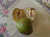 帕卡利番荔枝（英语：Annona cacans） Pacari sugar-apple
