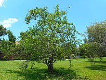 Annona glabra 04 - tree.jpg