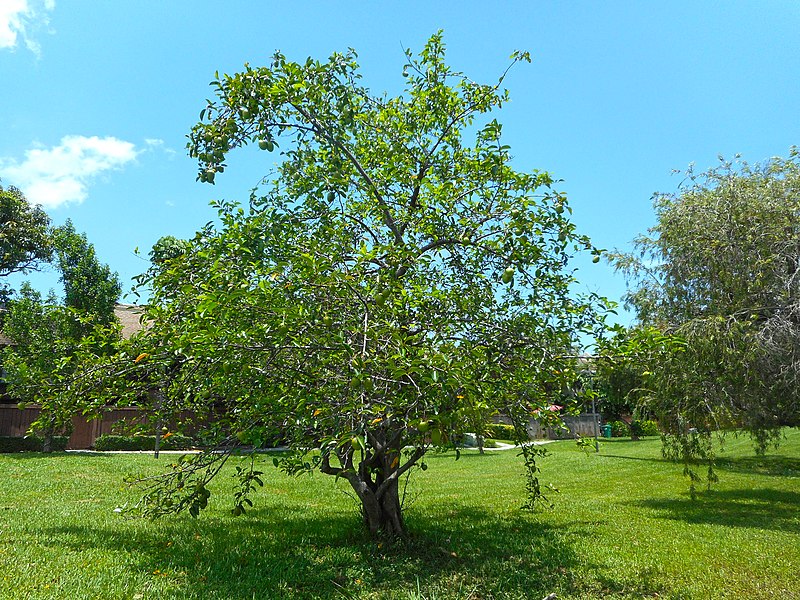 File:Annona glabra 04 - Tree.jpg