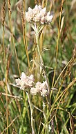 Pussytoes (Antennaria rosea) in flower