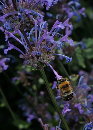 Anthophora robusta 2.jpg