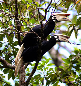 Palawanneushoornvogel