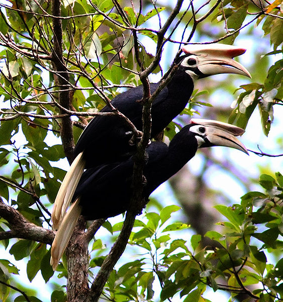 File:Anthracoceros marchei -Palawan-8.jpg