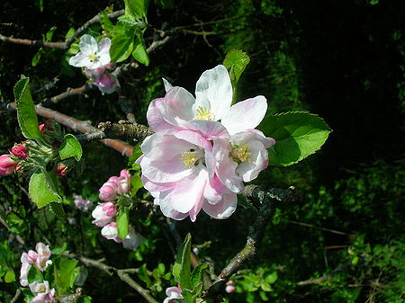 Fail:Apple_tree_blossom.JPG