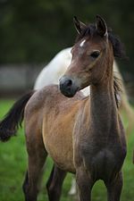 This foal was born bay but is starting to turn gray Arabian Simeon Stud(4428278721).jpg