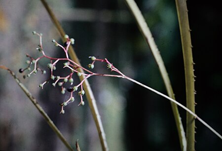 Tập_tin:Araeococcus_flagellifolius_-_infl_1.jpg