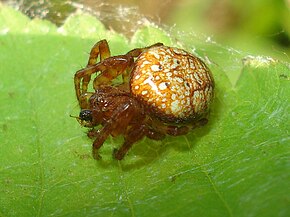 Описание картинки Araneus alsine 01.JPG.