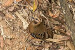 Thumbnail for Chestnut-headed partridge