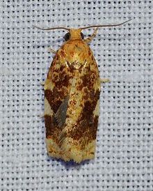 Archips argyrospila - Fruit-tree Leafroller Moth (14147200309).jpg
