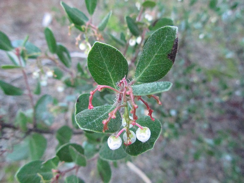 File:Arctostaphylos sensitiva. Santa Cruz County. - Flickr - theforestprimeval.jpg