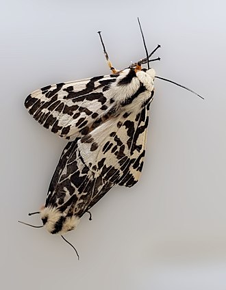 Mating Ardices glatignyi - Black and white tiger moth - mating.jpg