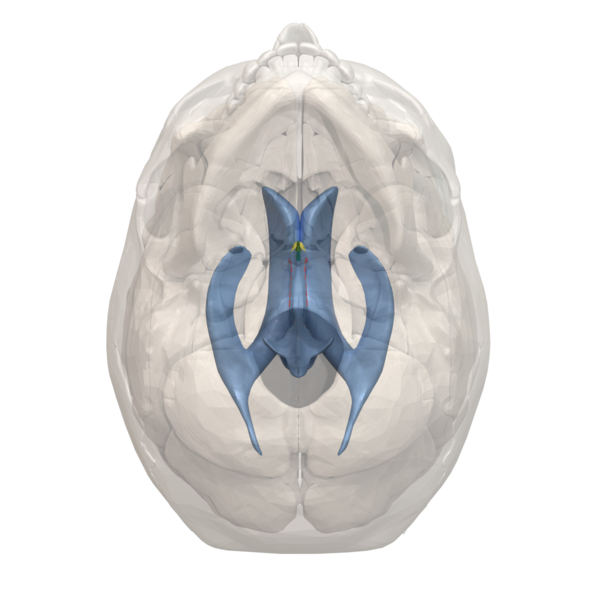 File:Areas of 3rd ventricle - 06.png