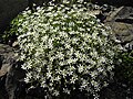 Arenaria grandiflora