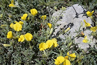 Argyrolobium zanonii (Argyolobe de Linné, Saint-Hippolyte-du-Fort)