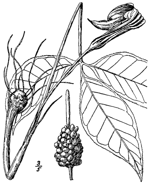 File:Arisaema triphyllum ssp. stewardsonii.png