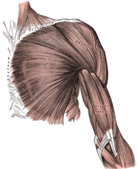 Mucles of the arm