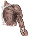 Músculos frontais superficiais do brazo.
