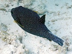 golden pufferfish (Arothron meleagris)