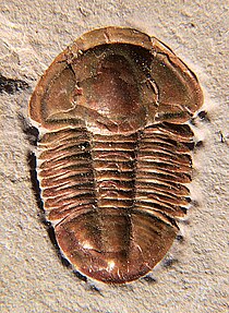 Fossil of the Cambrian trilobite Asaphiscus Asaphiscus wheeleri red CRF.jpeg