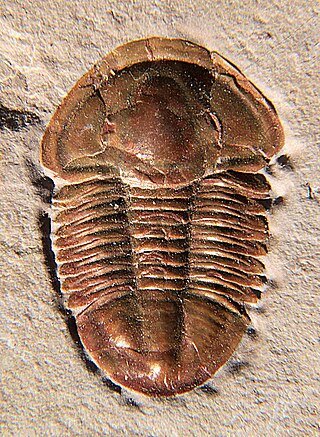 <i>Asaphiscus</i> Genus of trilobites