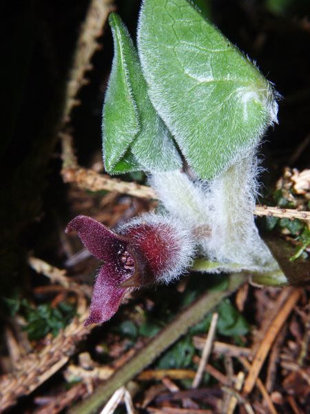 Asarum europaeum 170406.jpg