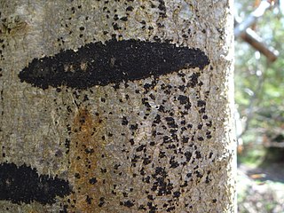 <i>Ascodichaena rugosa</i> Species of lichen