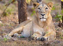 Asiatic Lioness in Gir Forest.jpg