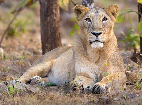 File:Asiatic Lioness in Gir Forest.jpg