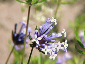 Asperula arvensis0.jpg