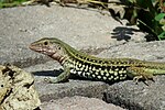 Vignette pour Aspidoscelis costata