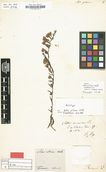 File:Aster pilosus holotype BW15857010.jpg