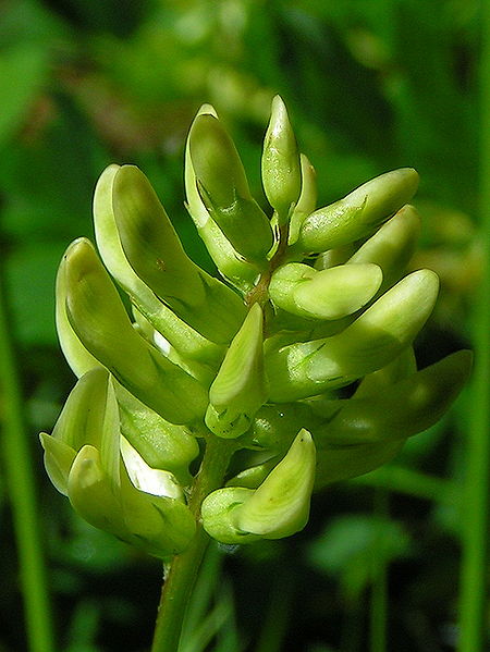 File:Astragalus glycyphyllos02.jpg