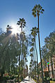 Arizona State University's Palm Walk