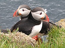 Atlantic puffins nest in colonies around the coast. Atlantic Puffin Latrabjarg Iceland 05c.jpg