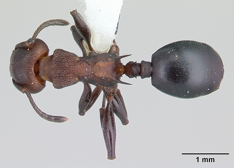 File:Atopomyrmex mocquerysi casent0178285 dorsal 1.jpg